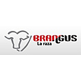 Brangus Paraguay